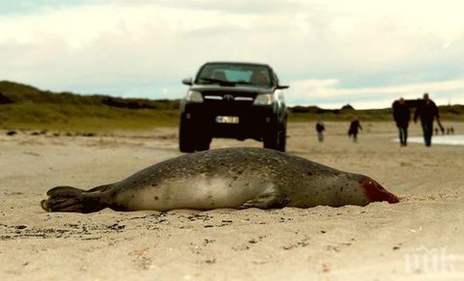 Над 180 тюлена измряха мистериозно в Германия