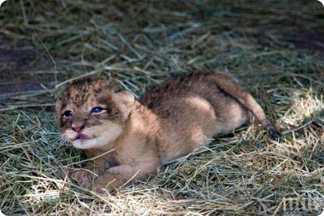 Пускат на търг трите малки лъвчета от зоопарка
