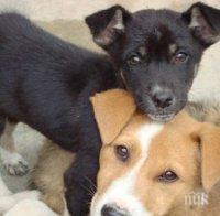 Шок! Полицай-садист трови масово кучета в Благоевград, стреля по тях и ги рита пред деца