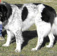 В Разлог дефилираха български овчарски кучета

