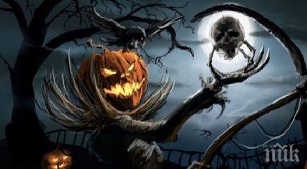 бяла котка носи болести хелоуин