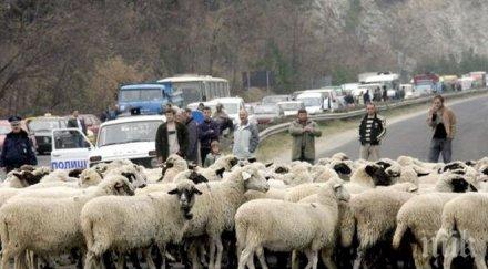 пиян помете стадо овце бяла река