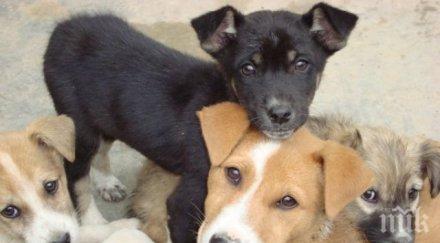 шок полицай садист трови масово кучета благоевград стреля тях рита деца