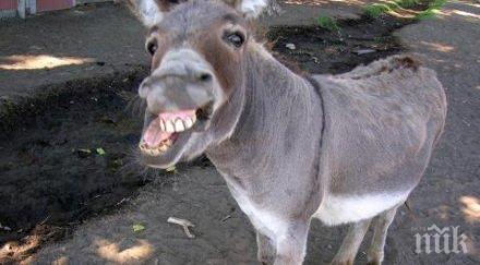 смехът здраве вижте всички зодии чувство хумор притежавате вие