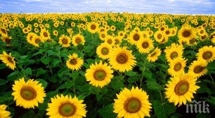 слънчогледа шуменско прибран