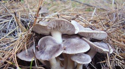 натровени гъби лекуват болницата лом