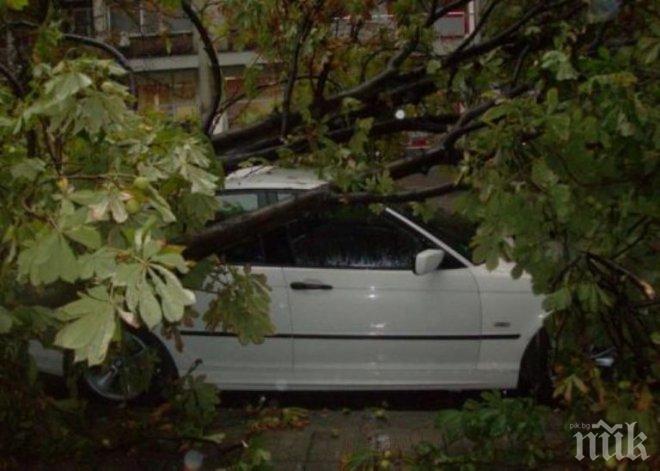 Нова катастрофа в Русенско! Румънско БМВ се заби в дърво, шофьорът избяга