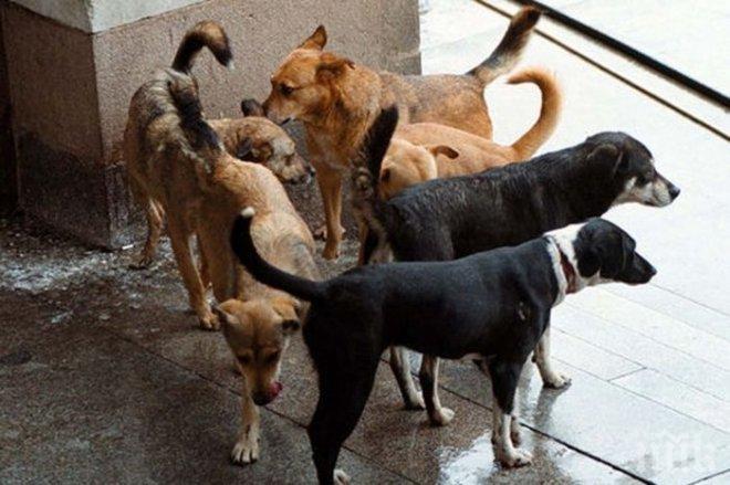 Масово тровят домашни и бездомни кучета в Благоевград 