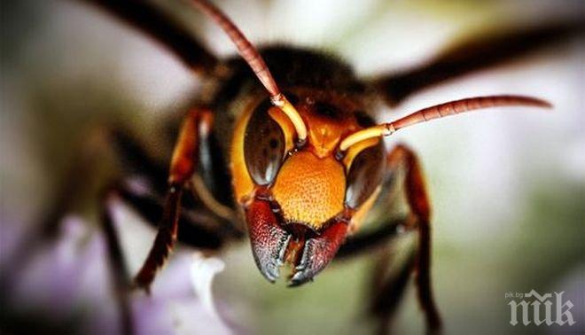 Ужас! Стършели убиха тричленно семейство в Непал 
