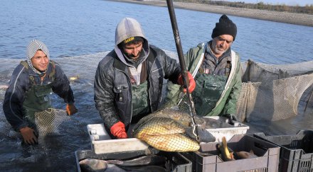 столичани атакуват моловете шаран