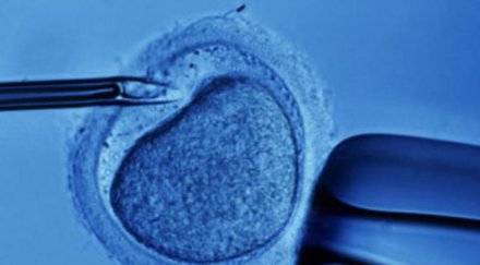 използват проститутки донори яйцеклетки