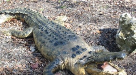 съдят нюйоркчани отглеждали алигатор хола