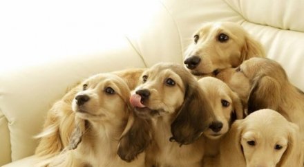 кучетата откриват рак белите дробове