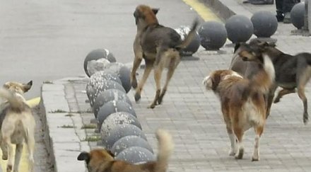 откриват два приюта бездомни кучета софия