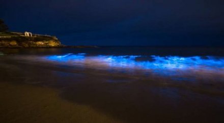 плажовете сидни светят синьо