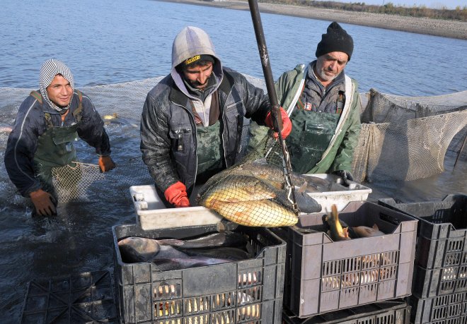 Столичани атакуват моловете за шаран!