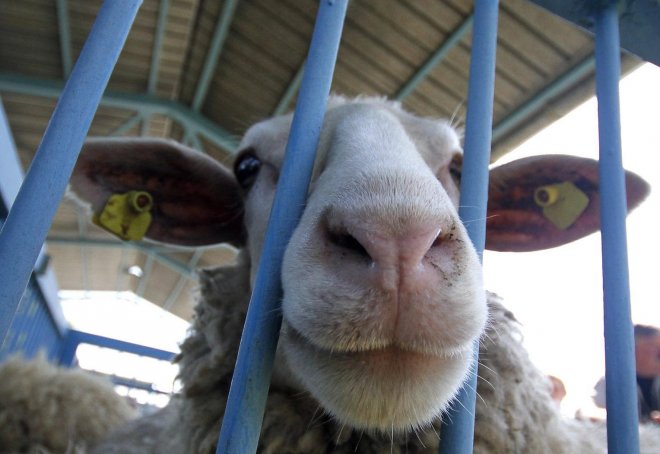 Овцата Бойка повежда протест срещу правителството