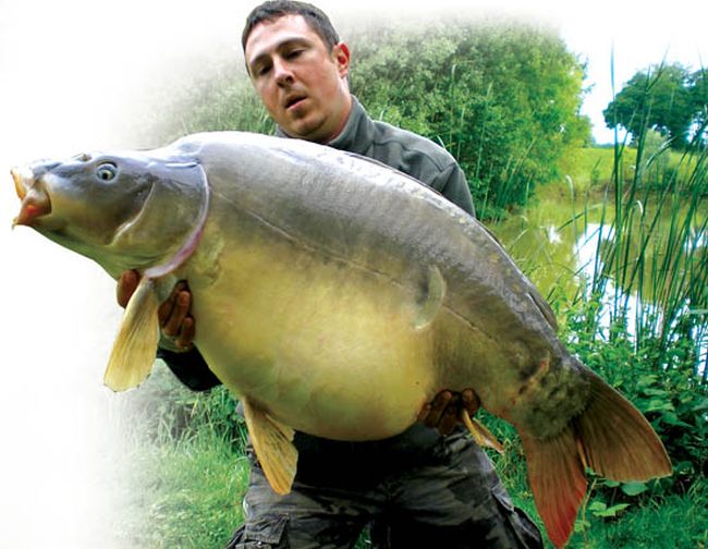 Шаранът - гордостта на рибарите