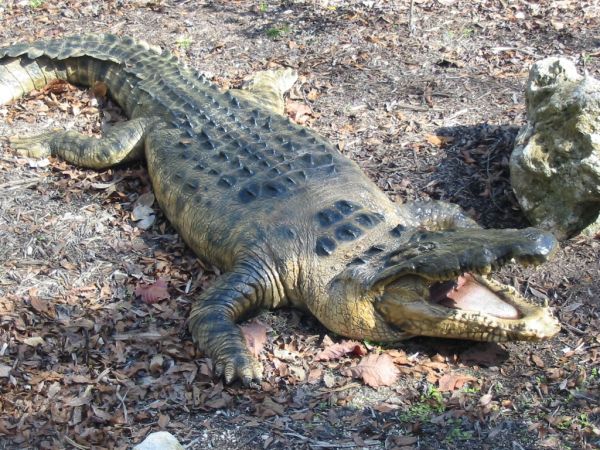 Съдят нюйоркчани, отглеждали алигатор в хола