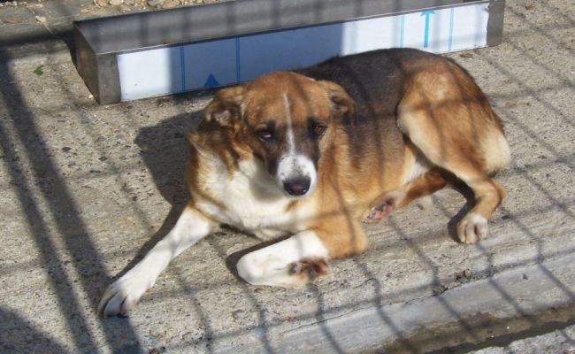 ВАС отмени евтините приюти за кучета