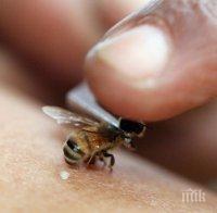 Мъж е в кома, нажилен 20 000 пъти от пчели убийци в САЩ