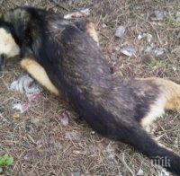 мъртво куче стресна полицаите кресна