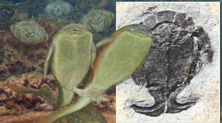 първият секс бил 385 милиона години видео