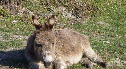 спасиха магаренце предвидено наденица суджуци