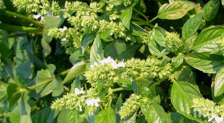 съседи млатиха заради саксии бургас