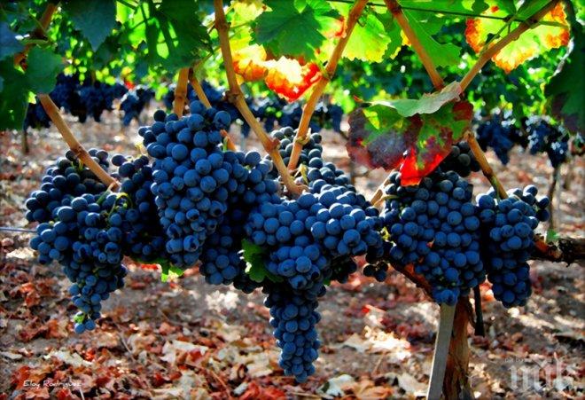 Събрани са 3 500 тона винени сортове грозде във Варненско