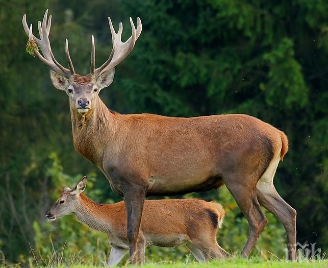 Градински център търси човек да разхожда елени по Коледа