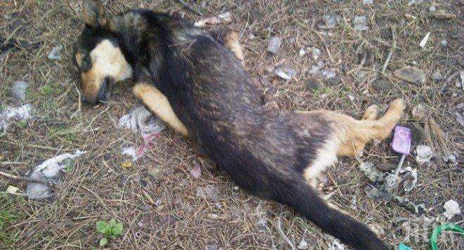 Мъртво куче стресна полицаите в Кресна