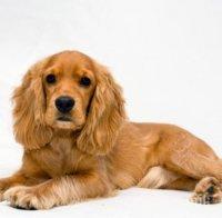 Арестуваха крадец на кокер шпаньоли