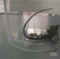 Ужас! Гущер изскочи от салатата на жена 