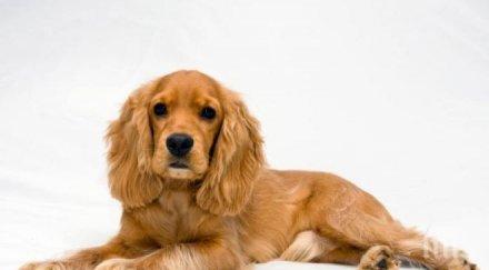 арестуваха крадец кокер шпаньоли