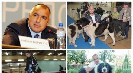 кучето бойко спечели конкурс красота конкуренцията убийствена