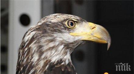 орел камера гърба засне париж отвисоко снимка