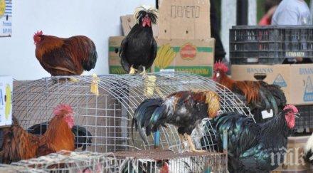 осъдиха дъщерята румънски крал заради бой петли