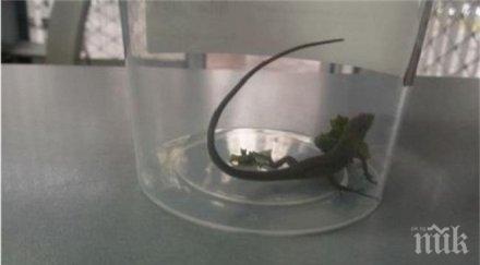 ужас гущер изскочи салатата жена