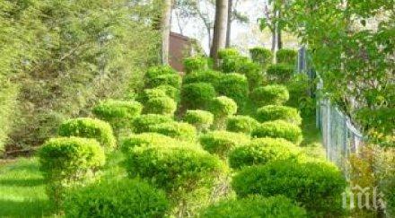 пъргави баби задигнаха храсти центъра варна