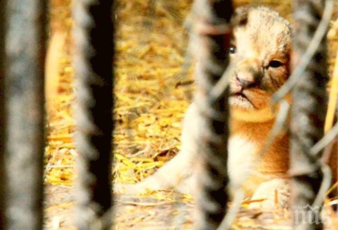 Четири лъвчета се родиха във варненския зоопарк
