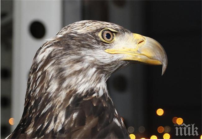 Орел с камера на гърба си засне Париж отвисоко (снимка)