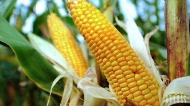Беритбата на царевица продължава само в 2 силистренски общини