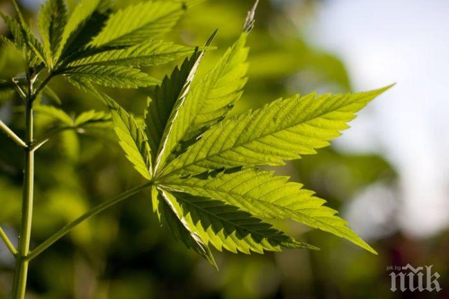 Иззеха саксии с канабис от дома на 29-годишен варненец