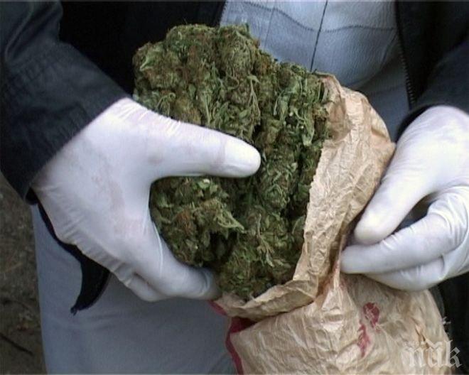 Конфискуваха 13 килограма марихуана в село Кулата