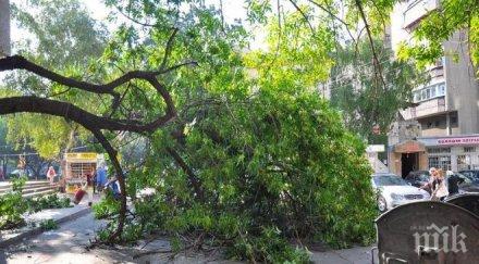 паднало дърво наводнени къщи добрич