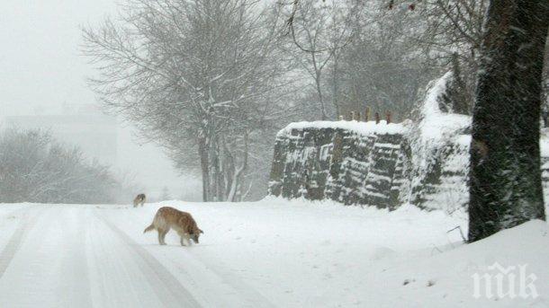 В Родопите 48 населени места са без ток 