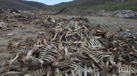 екарисажите варна шумен спират работа заради дългове риск епидемии