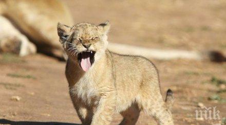 лъвчета разградския зоопарк отиват търг решиха общинарите