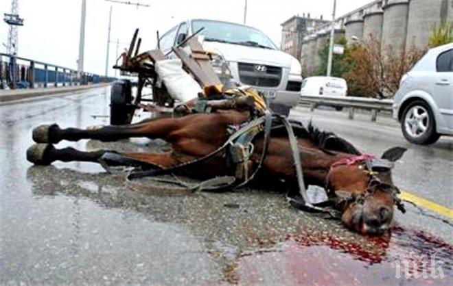 Кошмар! Джип се вряза в каруца, конят загина